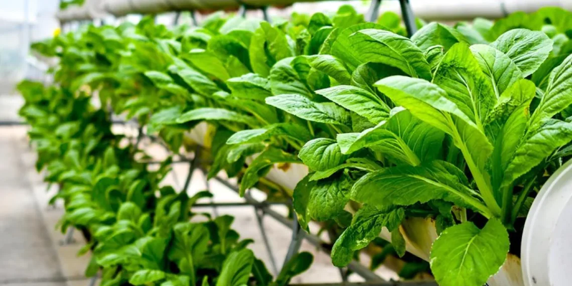 The-Rise-of-Vertical-Farming- This-Will-Change-How-You-Feel-About-Farm-constructiondaily