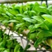 The-Rise-of-Vertical-Farming- This-Will-Change-How-You-Feel-About-Farm-constructiondaily